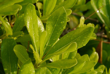 Closeup of green leaves of bearberry