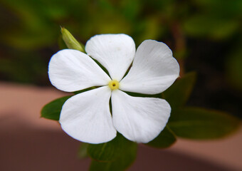 Closeup of a white periwinkle flower