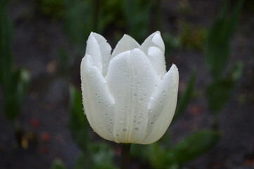 Closeup of a white tulip with rain drops