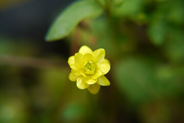 Obraz na płótnie Canvas Closeup of a yellow buttercup flower