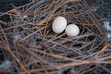 eggs in the nest