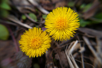 Closeup of two yellow coltsfoot flowers