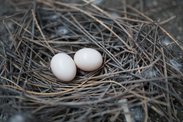 nest with eggs