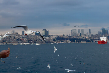 Pigeons flying with wings wide open and Istanbul, Turkey in the background
