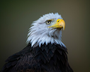 bald eagle portrait