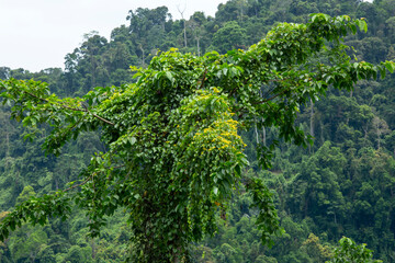 The jungle at Dong Giang district, Quang Nam province, Vietnam