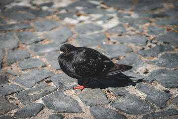 Portrait von einer Taube in der Stadt