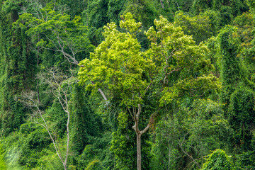 The jungle at Dong Giang district, Quang Nam province, Vietnam