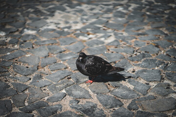 Portrait von einer Taube in der Stadt