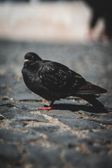 Portrait von einer Taube in der Stadt