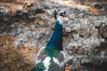 Tier Portrait von einem Vogelstrauß mit Federkleid