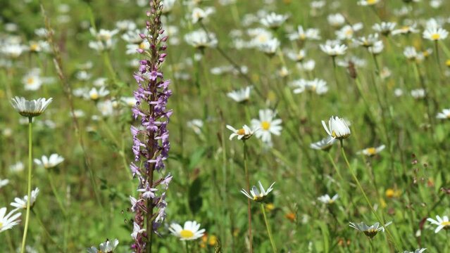 Kalkmagerrasen mit M&uuml;ckenh&auml;ndelwurz und Magerwiesen-Margeriten