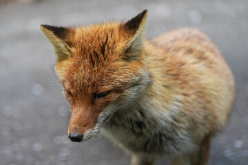 キツネ