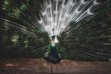 Obraz premium Tier Portrait von einem Vogelstrauß mit Federkleid 