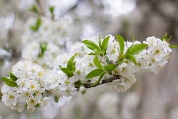Fototapeta premium flowering tree, white flowers on the tree