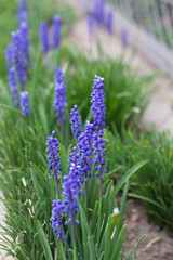 Obraz premium flowers in the garden