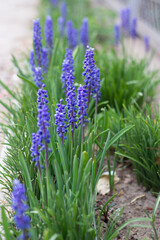 Obraz premium flowers in the garden