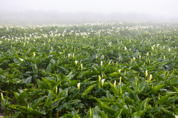 Calla lily flower field in Yangmingshan