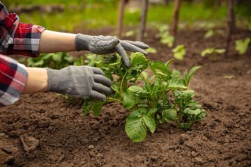 Female hands of farmer planting a plant, potato in vegetable garden in early spring time. Concept of jobs, occupations, bio products, ecology, grow vegetables