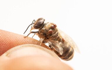Dead bee infected with varroa mite in beekeeper's hand, close-up selective focus.