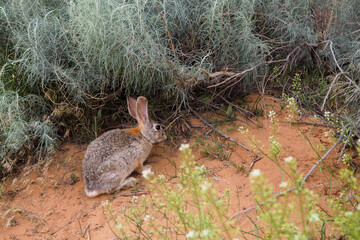 Black-tailed jackrabbit, Lepus californicus, in the bushes of Arches National Park, Utah, USA. Wild desert animal of American southwest in its natural habitat.