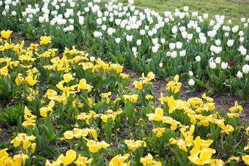 Field of yellow and white tulips, flowers on the field