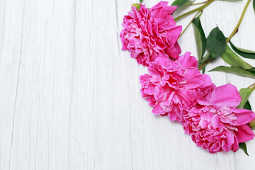 pink fluffy peonies on a white wooden background