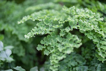 Green ginkgo biloba leaves tree