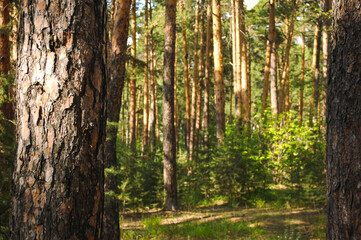 Naklejka premium The bark of a pine tree close-up lit by the sun against the background of other pine trunks and a green pine forest