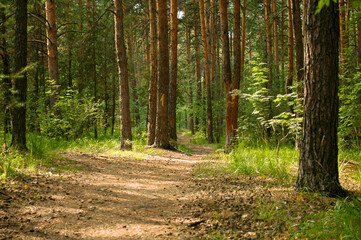 The trail passes through a dense green thicket and pine trunks. One of the barrels has a yellow mark with the number one