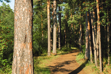 Obraz premium The trunk of a pine tree and its bark close-up are brightly lit by the evening sun against the backdrop of a receding path in the middle of a summer forest