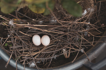 birds nest with dove eggs