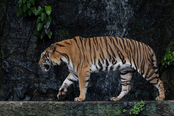 Close up bengal tiger is beautiful animal and dangerous in forest