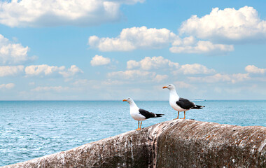 Seagull birds standing on the middle of rock with sea behind.