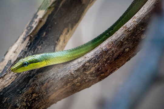 Serpent