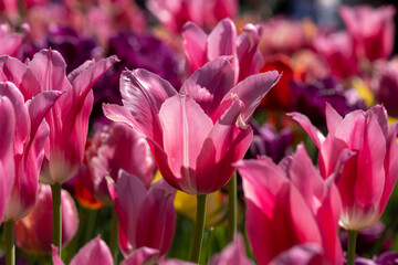 Hot Pink Tulips