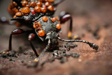 Cacodaemon spinicollis with Beetle Mites riding at the back
