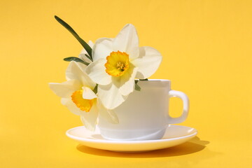Three narcissus flowers stand in a white cup.