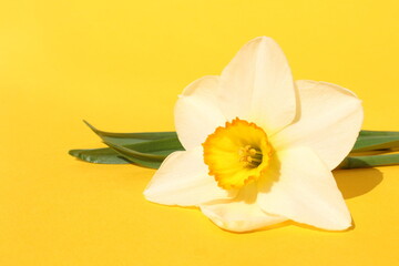 White narcissus flower lies on a yellow background.