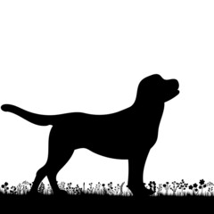 dog on grass silhouette on white background