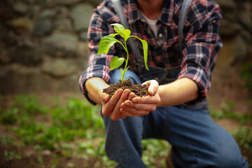 Caring hands of farmer planting a plant, bell pepper in vegetable garden in early spring time....
