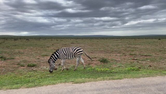 Zebra im Naturreservat Hluhluwe Nationalpark S&uuml;dafrika