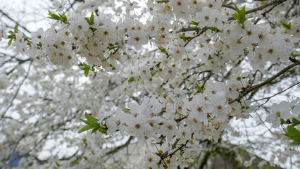 Zheleznovodsk - resort city in Russia