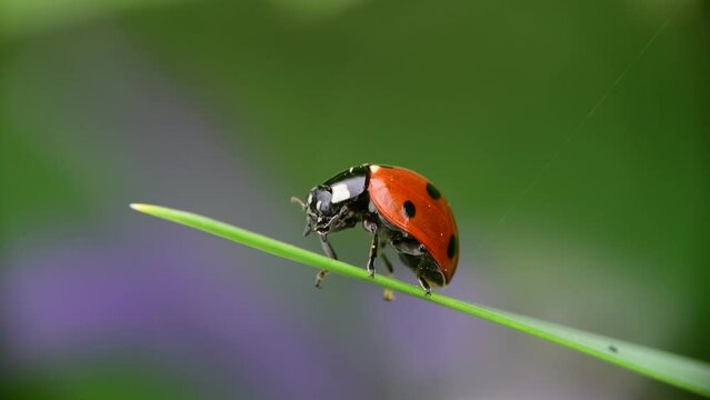 Nice close up shot of ladybug sitting on green grass with bokeh, macro collection, summer time insects and nature