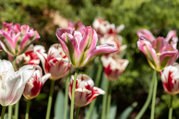 Striped Green and Pink Tulip