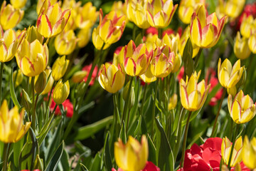 Sunrise Tulips