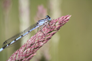 closeup of dragonfly