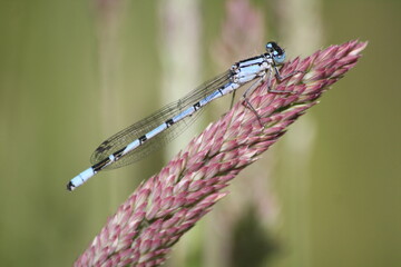 dragonfly on purple moor grass