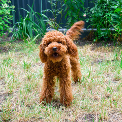 Miniature red poodle on the garden.