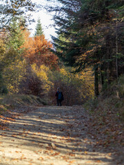 Autumn walk in a colorful mountain forest